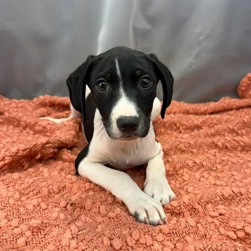 Buttercup thumbnail 6