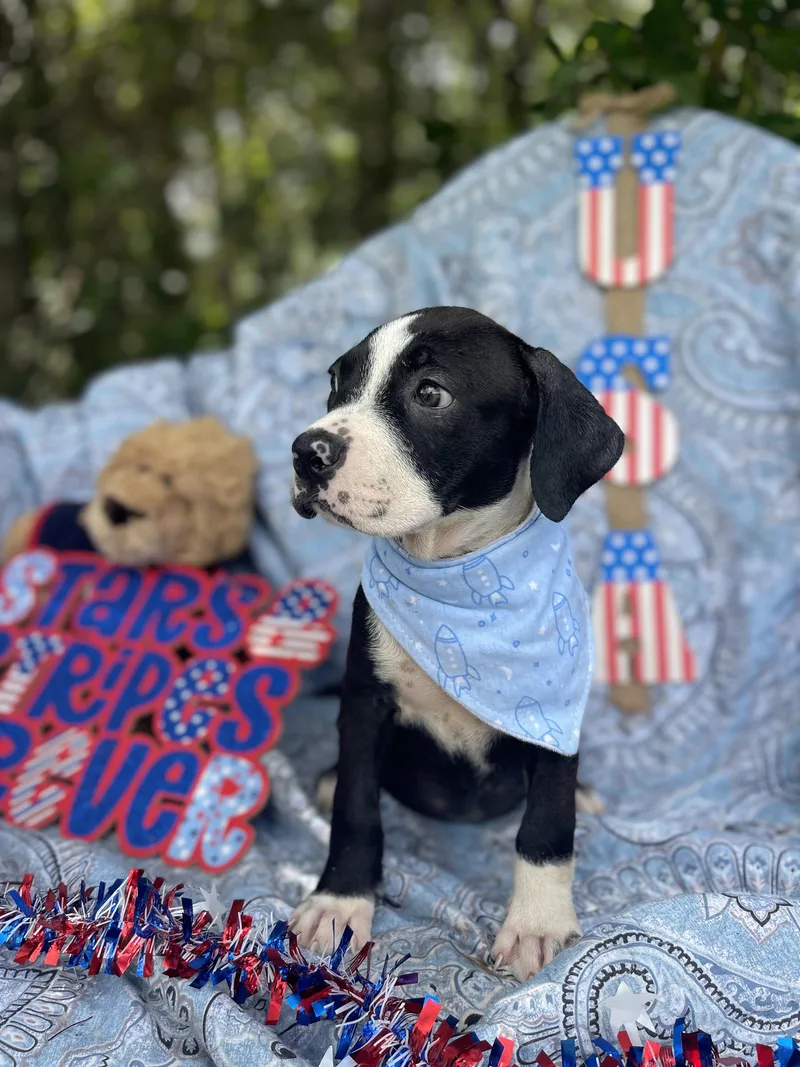 A baby medium-sized female American Bulldog dog named Sox for adoption in Sebring, FL