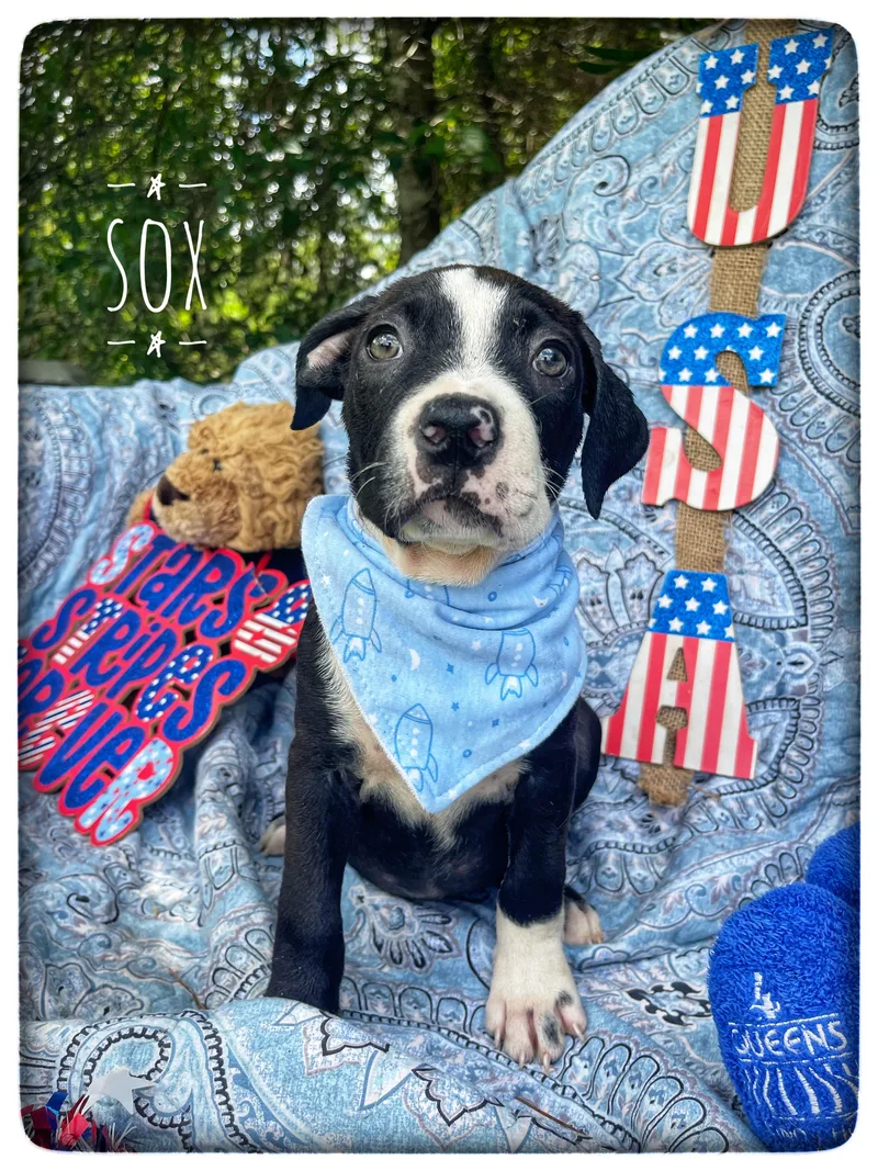 Sox thumbnail 5