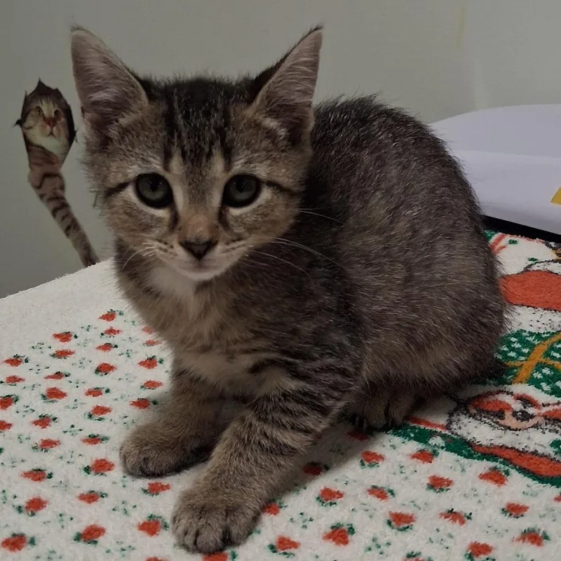 A baby small-sized female Domestic Short Hair cat named Qt for adoption in York, PA