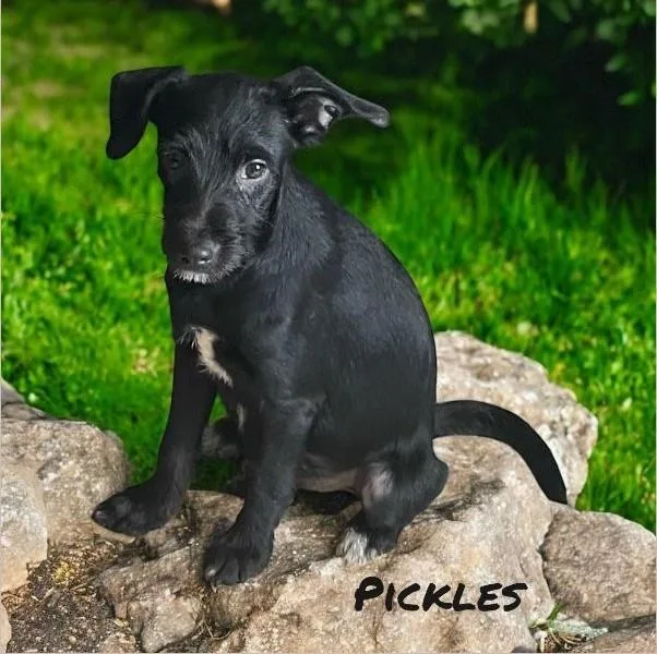 Pickles