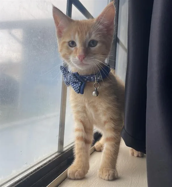 A baby small-sized male Domestic Short Hair cat named Pepper for adoption in Sacramento, CA