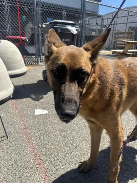 A young large-sized male German Shepherd Dog dog named Pressure for adoption in Stockton, CA
