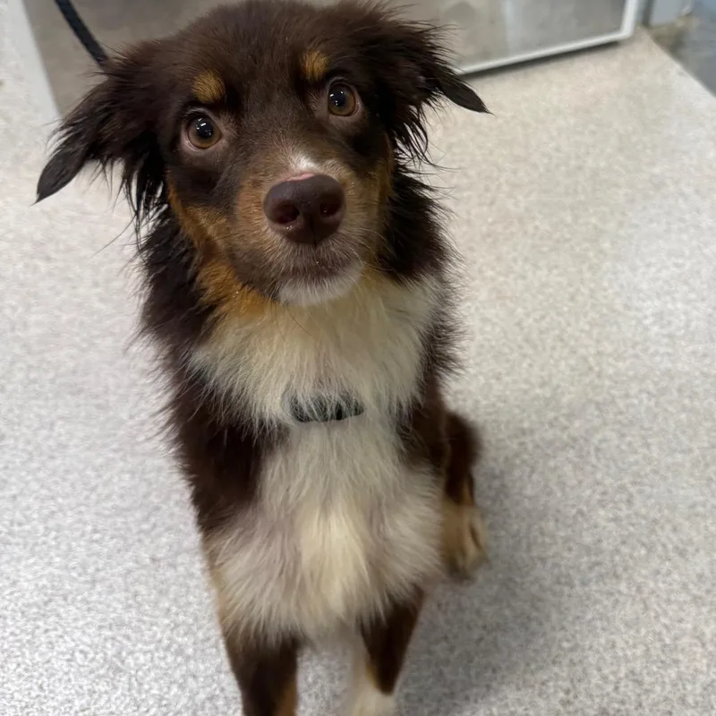 An adult small-sized female Brown / Chocolate Australian Shepherd dog named Daisy for adoption in Horn Lake, MS