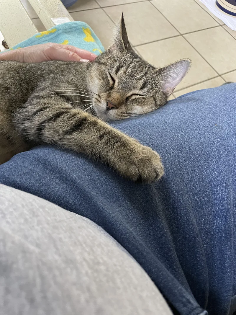 A young medium-sized female Domestic Short Hair cat named Joni for adoption in Ruskin, FL
