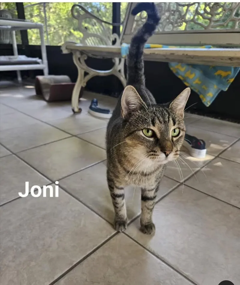 Joni thumbnail 2