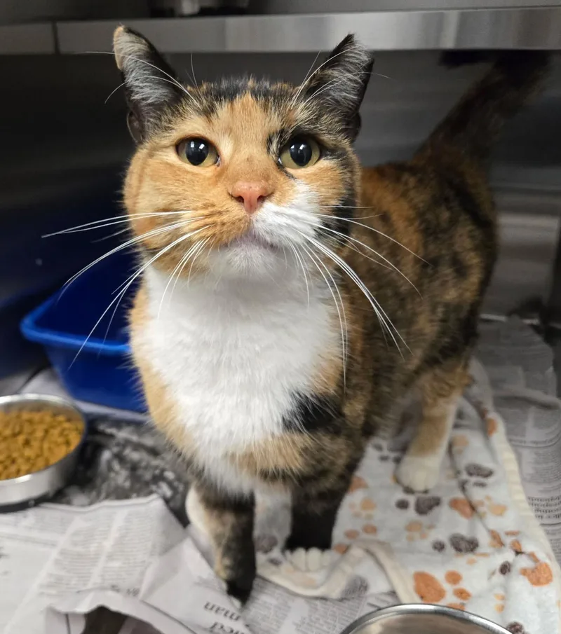 An adult medium-sized female Calico cat named Norma for adoption in Kansas City, KS