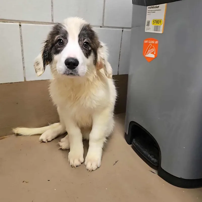 Gabriella Montez thumbnail 5