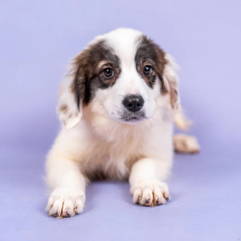 Gabriella Montez thumbnail 6