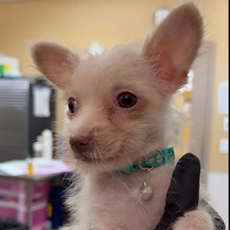 A baby small-sized female White / Cream Terrier dog named Blaze for adoption in Palm Springs, CA