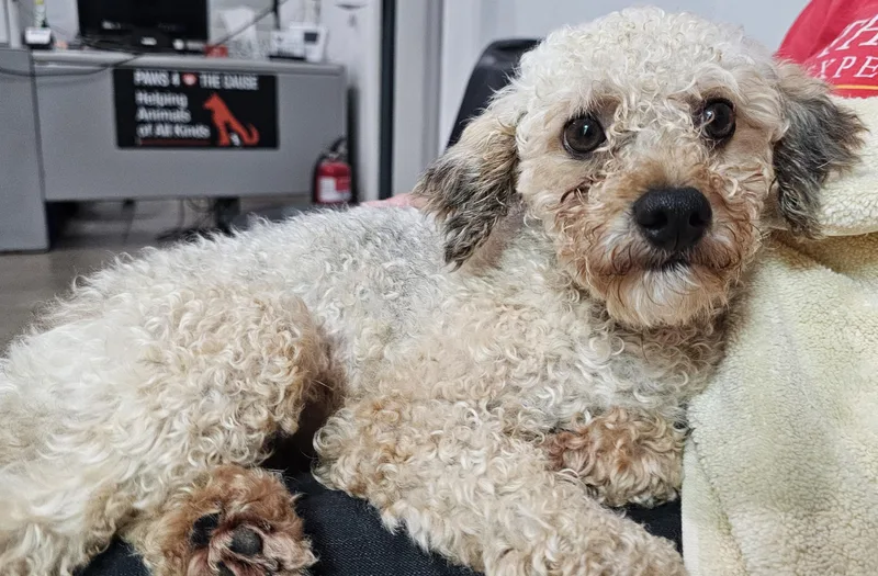 An adult small-sized male White / Cream Poodle dog named Arthur the King for adoption in Lexington, KY