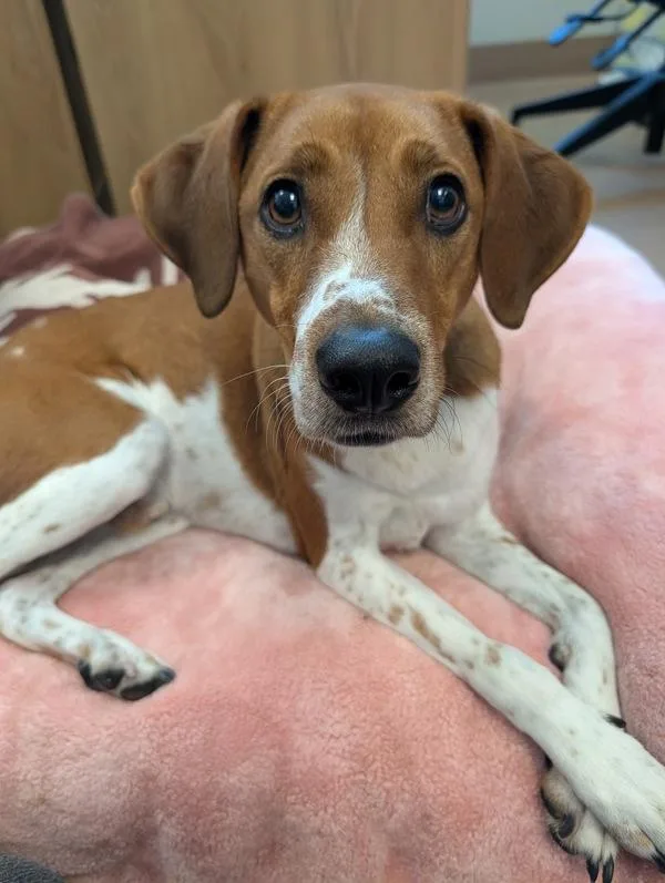 An adult large-sized male American Foxhound dog named Nickle Pickle for adoption in Santa Rosa, CA