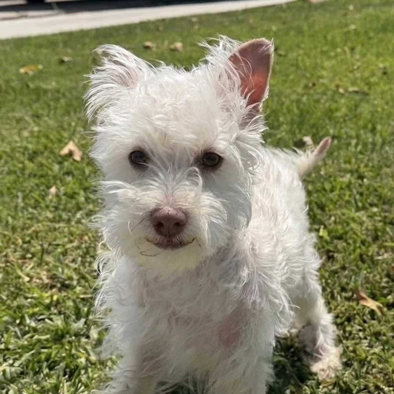 Dorothy