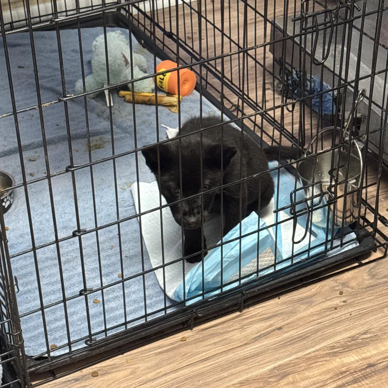 Twilight thumbnail 3