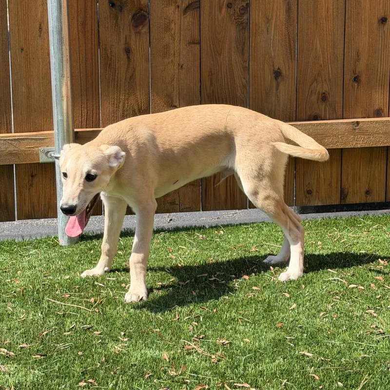 A baby small-sized male Yellow / Tan / Blond / Fawn Whippet dog named Ryder for adoption in Naperville, IL