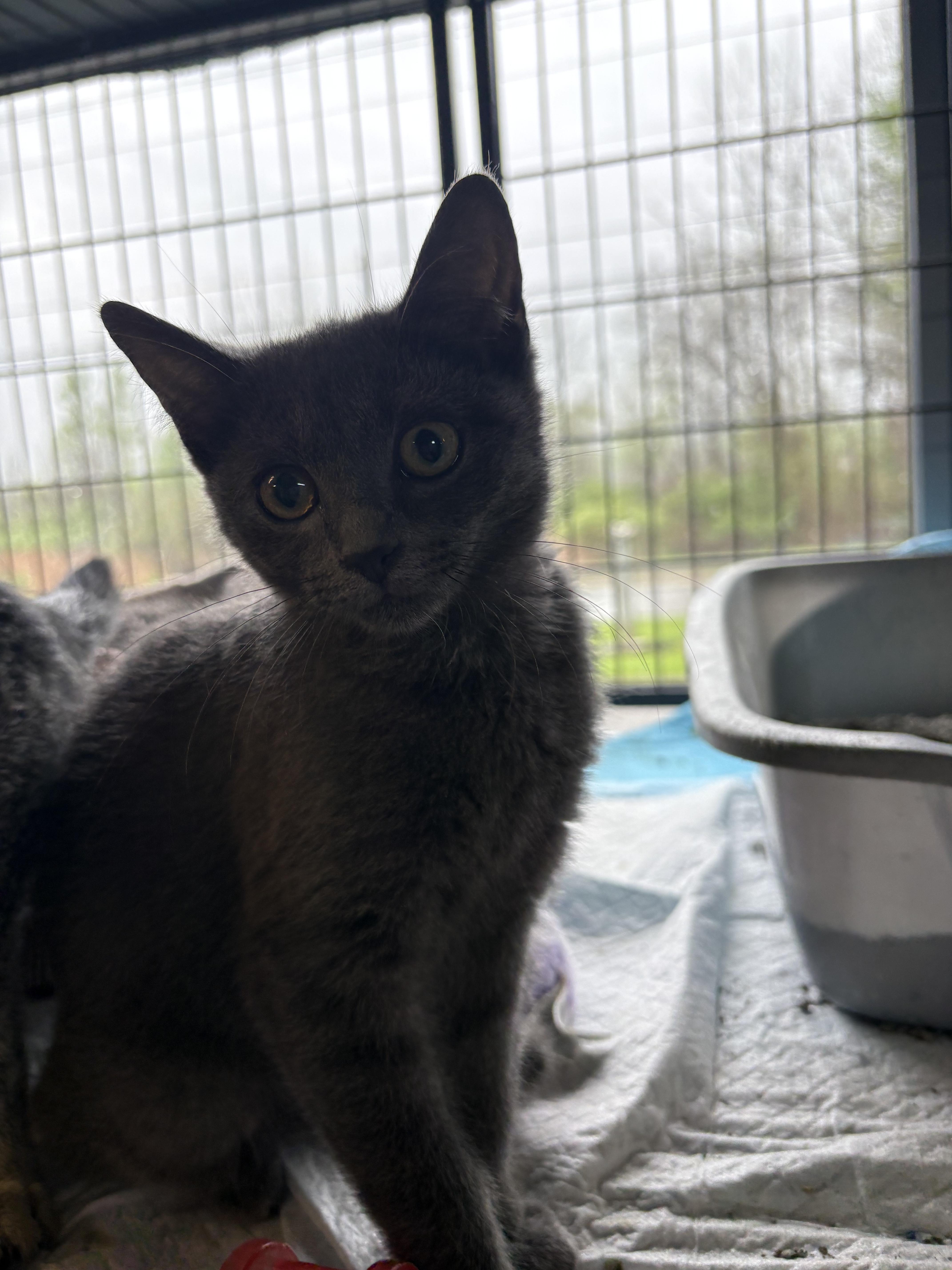 A baby small-sized female Domestic Short Hair cat named Misty for adoption in Hermitage, PA