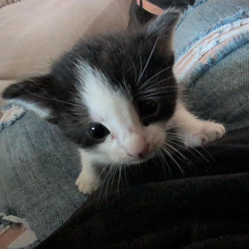 A baby small-sized female White Domestic Short Hair cat named Cow for adoption in Archbold , OH