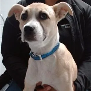 A baby small-sized female Mixed Breed dog named Tessa for adoption in West Chester, PA
