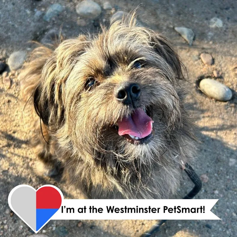 An adult small-sized male Shih Tzu dog named Paola for adoption in Fort Collins, CO