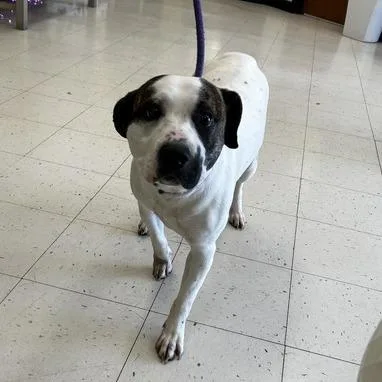 A young medium-sized female Black Mixed Breed dog named Flummery for adoption in Davenport, IA