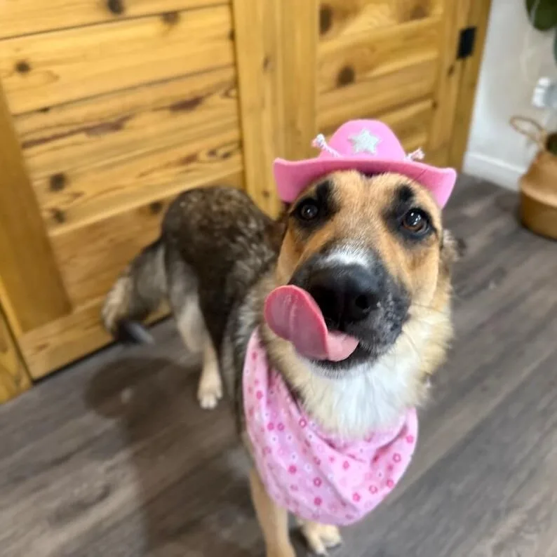 A young medium-sized female Brown / Chocolate German Shepherd Dog dog named Coco Honey The Sweetest for adoption in Friendswood, TX
