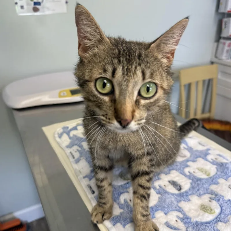 An adult medium-sized female Domestic Short Hair cat named Montana for adoption in Cumming, GA