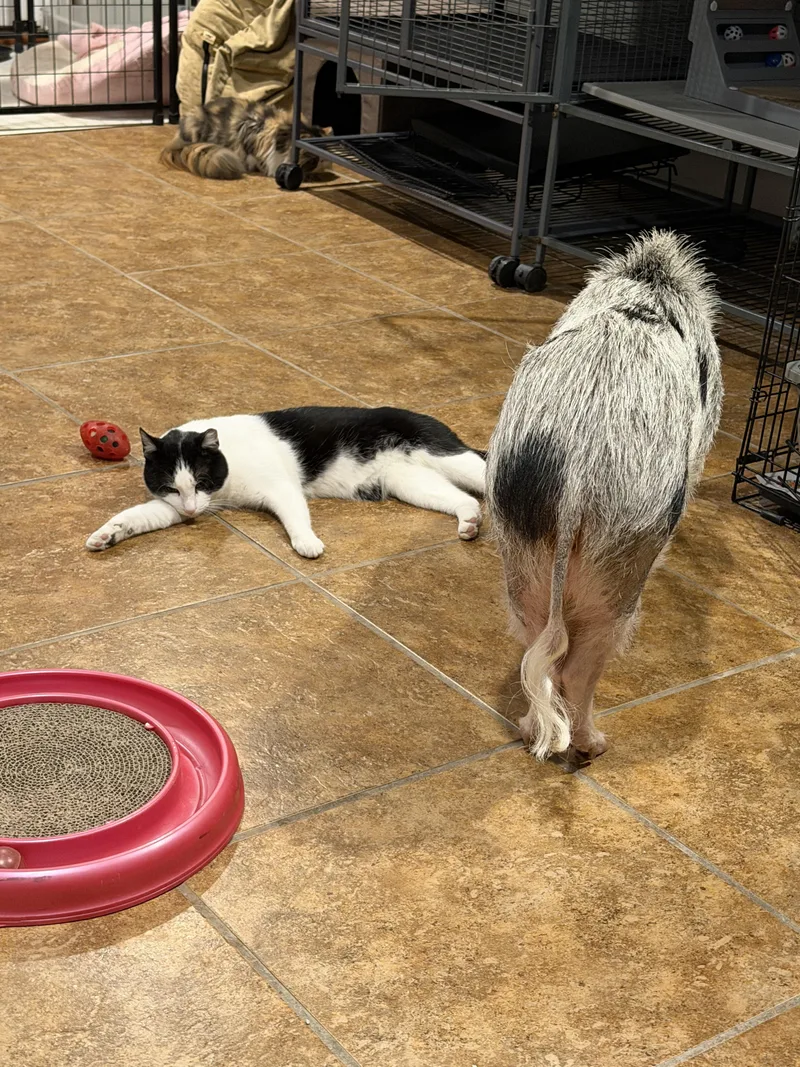 👑 Lj👑 thumbnail 2