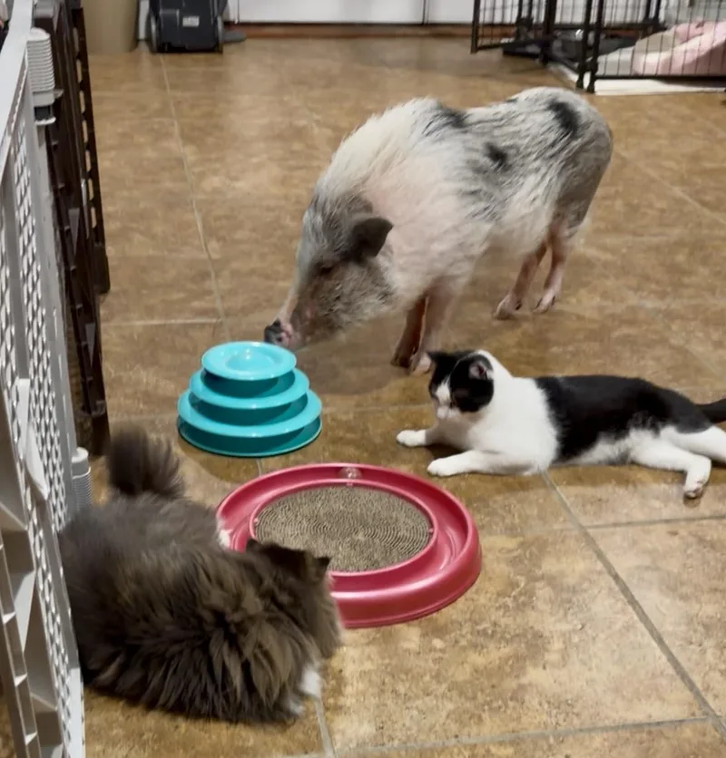 👑 Lj👑 thumbnail 3