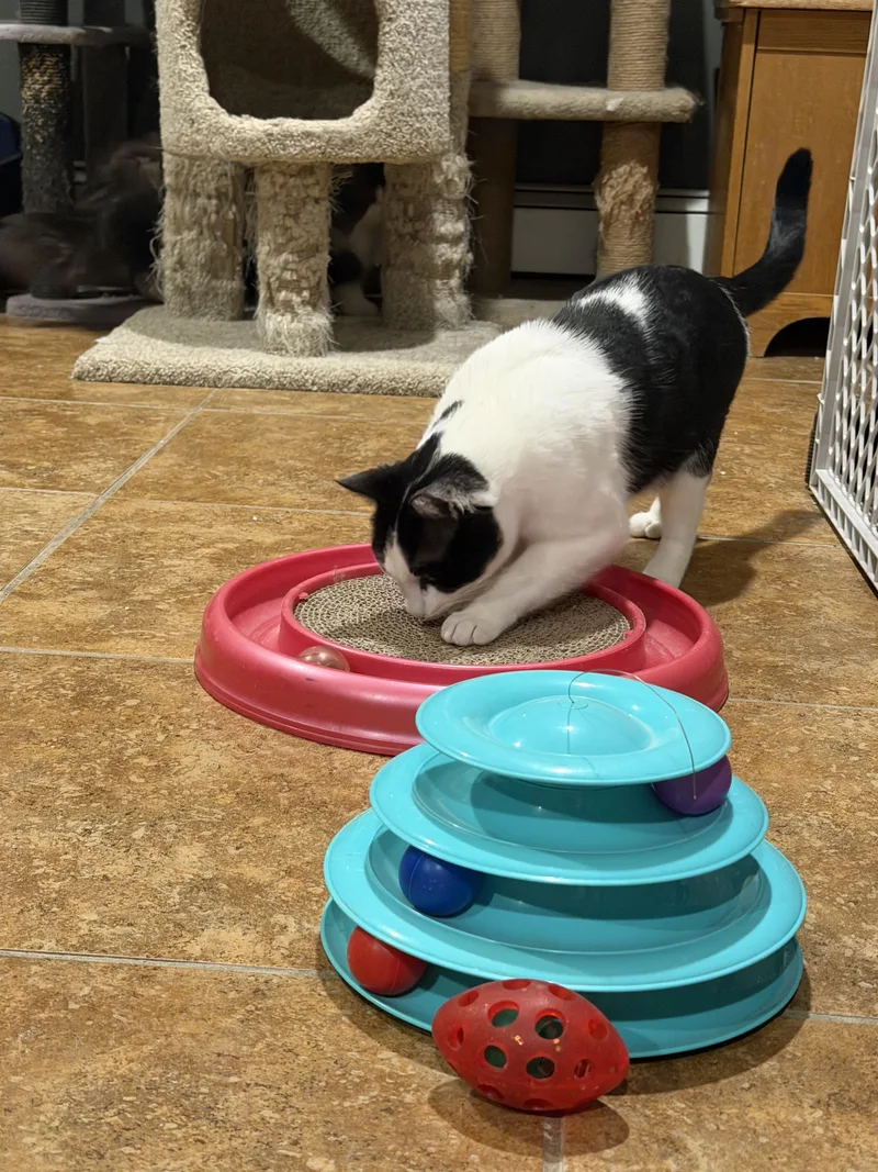 👑 Lj👑 thumbnail 5