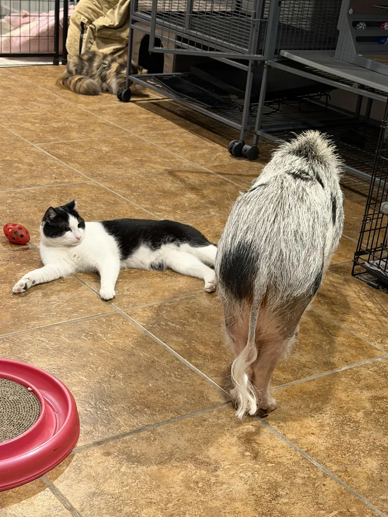 👑 Lj👑 thumbnail 6