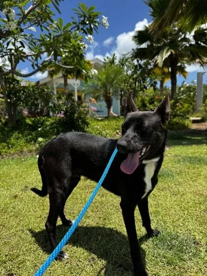 A young medium-sized male Rat Terrier dog named Buddy for adoption in Honolulu, HI