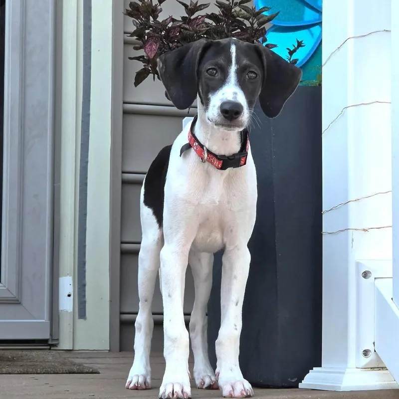 A baby medium-sized male Black Hound dog named Milo for adoption in Chantilly, VA