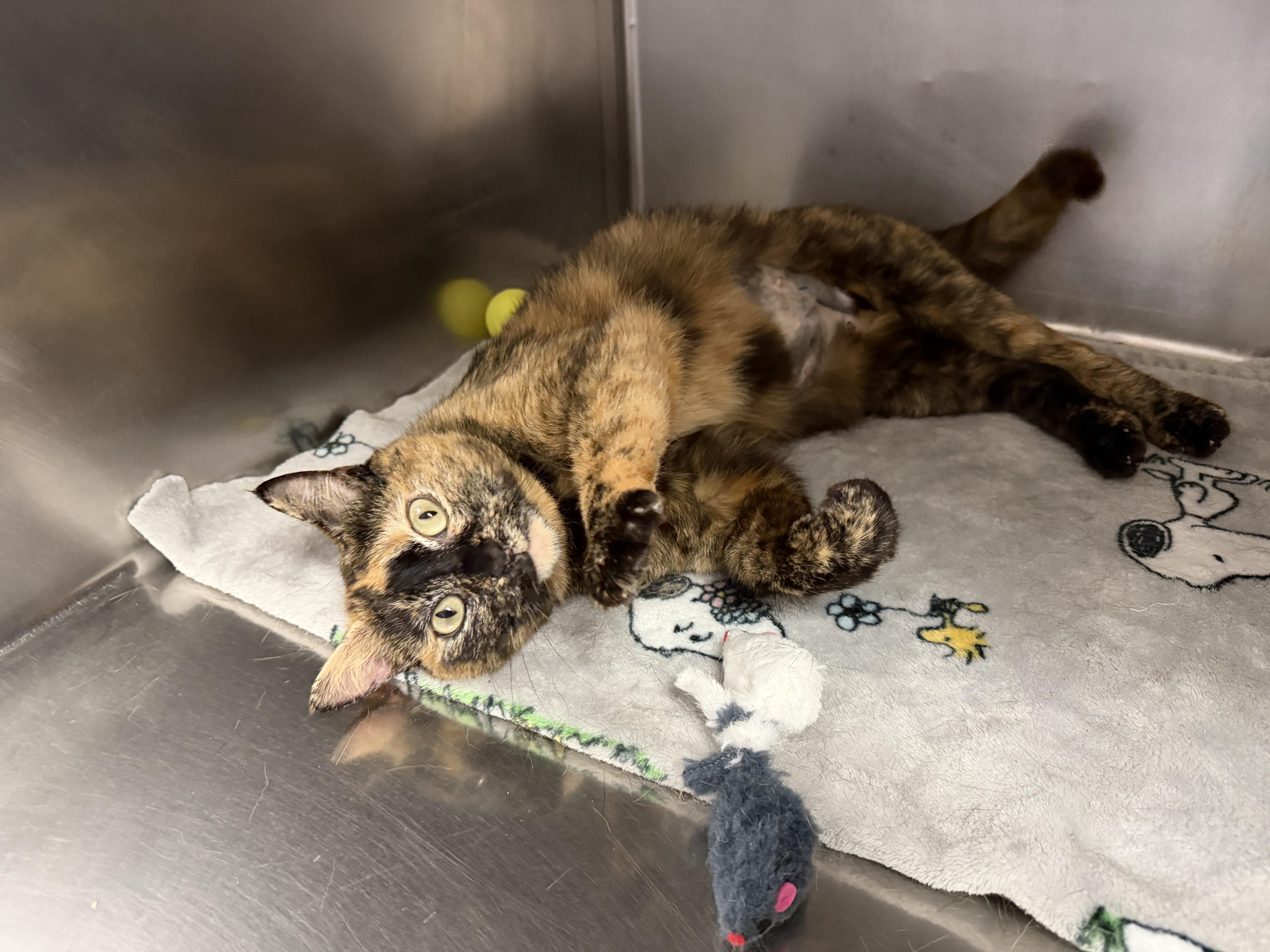 A young medium-sized female Tortoiseshell Domestic Short Hair cat named Maddaline for adoption in Wantagh, NY