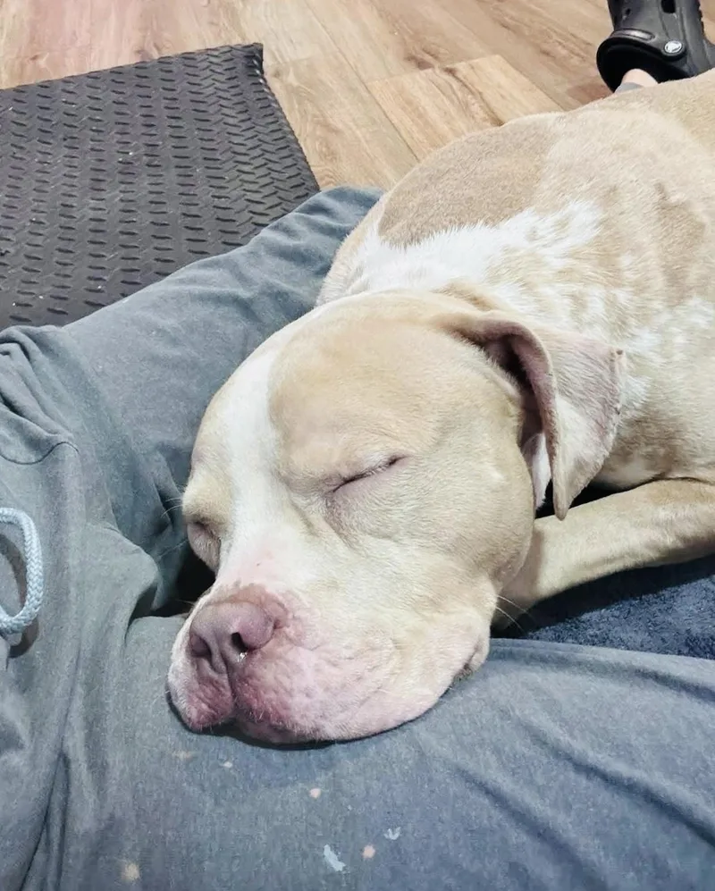 A young medium-sized male American Bully dog named Doobie for adoption in Milford, OH