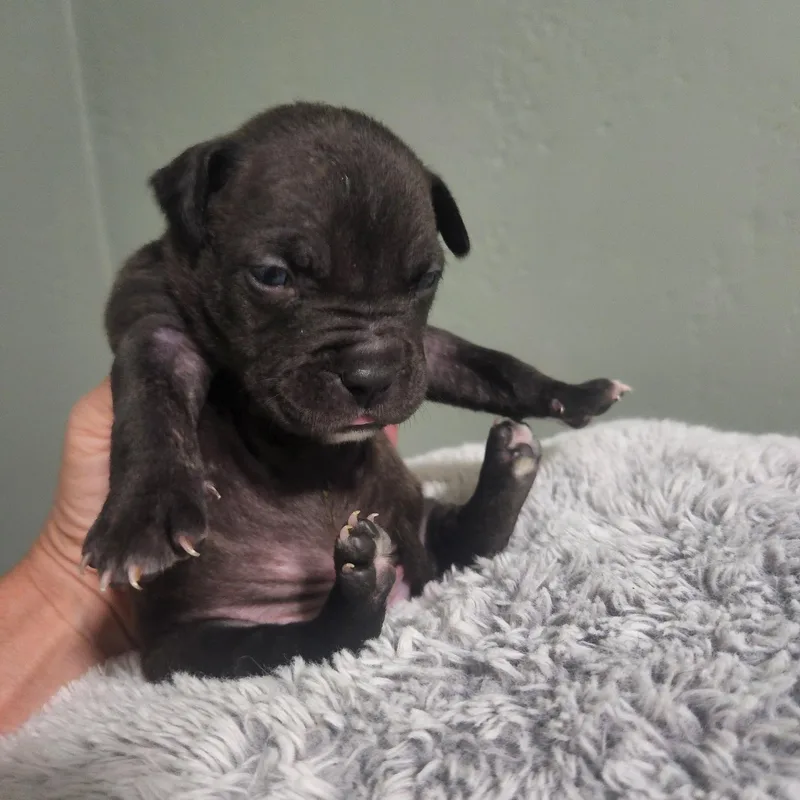 A baby medium-sized male Pit Bull Terrier dog named Wellington for adoption in Brentwood, CA