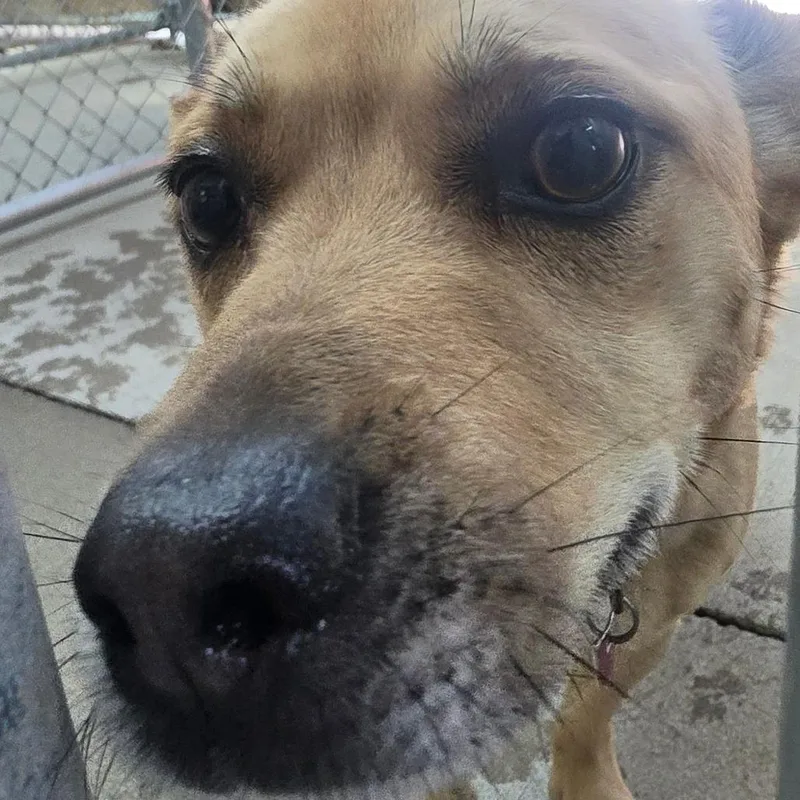An adult small-sized male Yellow / Tan / Blond / Fawn Terrier dog named Thunder for adoption in Delaware, OH