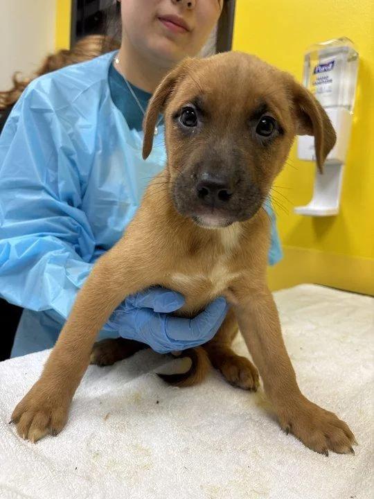 A baby small-sized male Tricolor (Brown, Black, & White) Mixed Breed dog named Monroe for adoption in Raleigh, NC