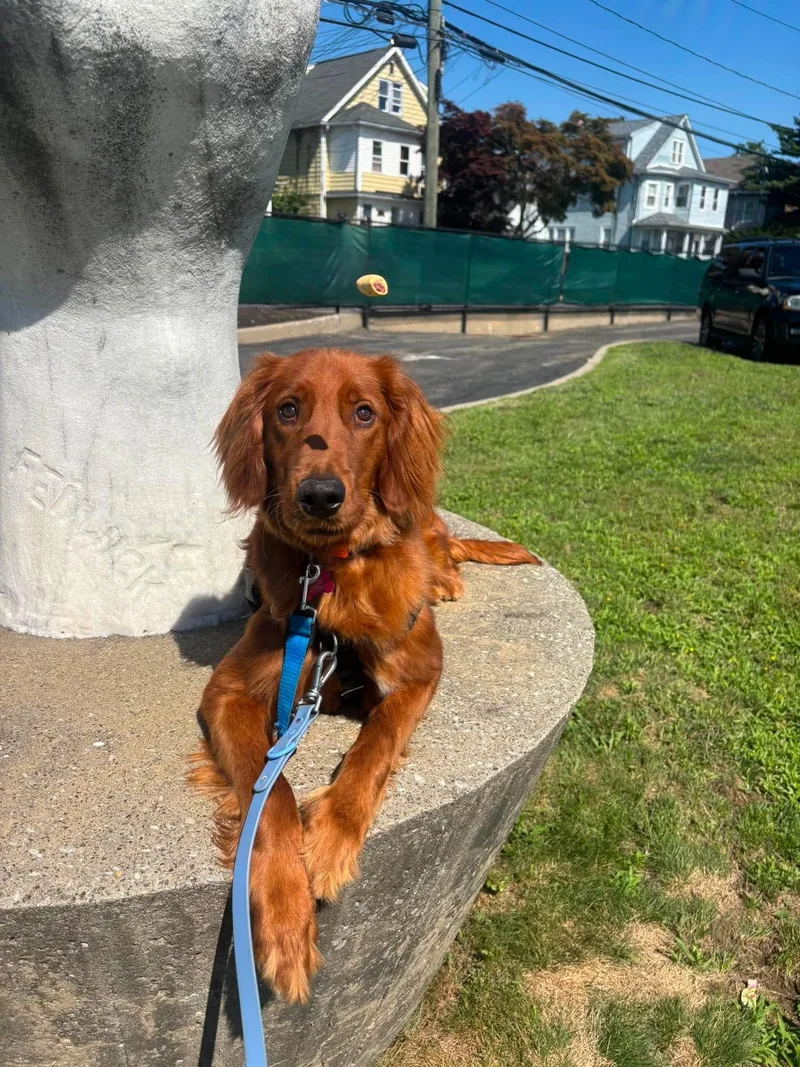 A young medium-sized male Red / Chestnut / Orange Irish Setter dog named Sanders for adoption in Stamford, CT