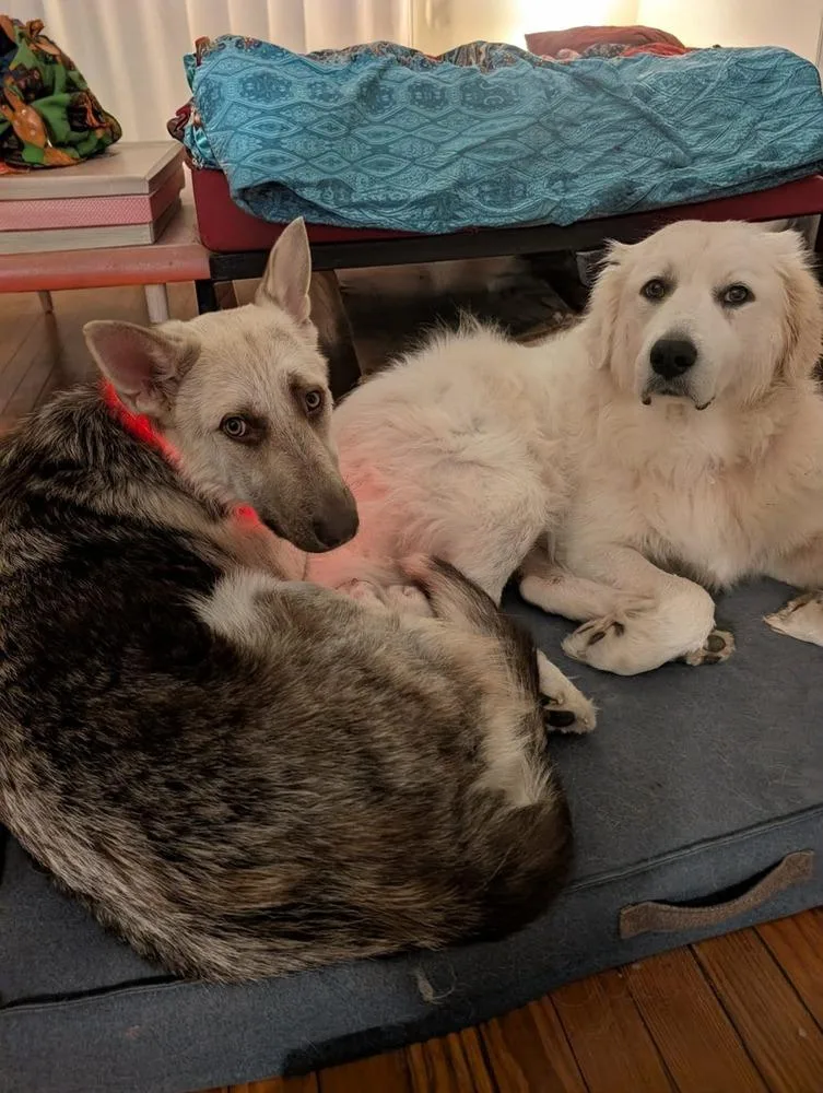 An adult large-sized female German Shepherd Dog dog named Tomasa for adoption in Sealy, TX