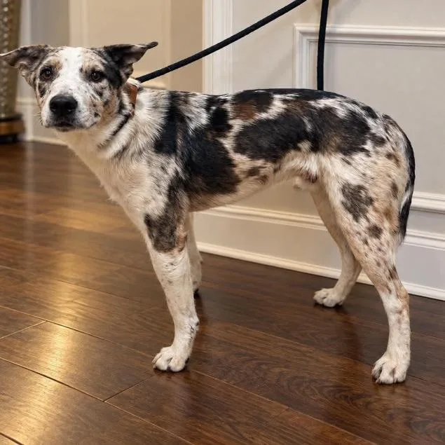 A young medium-sized male Catahoula Leopard Dog dog named Frankenstein for adoption in Fort Collins, CO