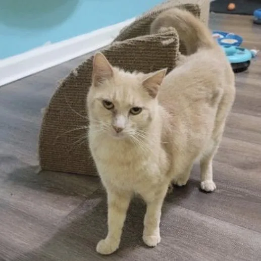 A senior small-sized female Domestic Short Hair cat named Charlotte for adoption in Woodstock, GA