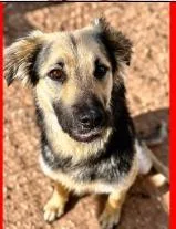 A young medium-sized female Shepherd dog named Violet for adoption in West Bloomfield, MI