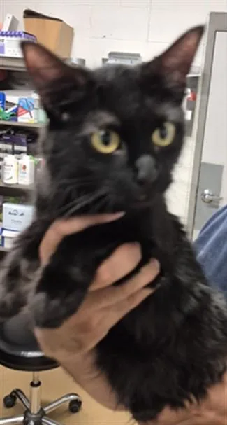 A young medium-sized female Domestic Medium Hair cat named Marta for adoption in Saint Peters, MO