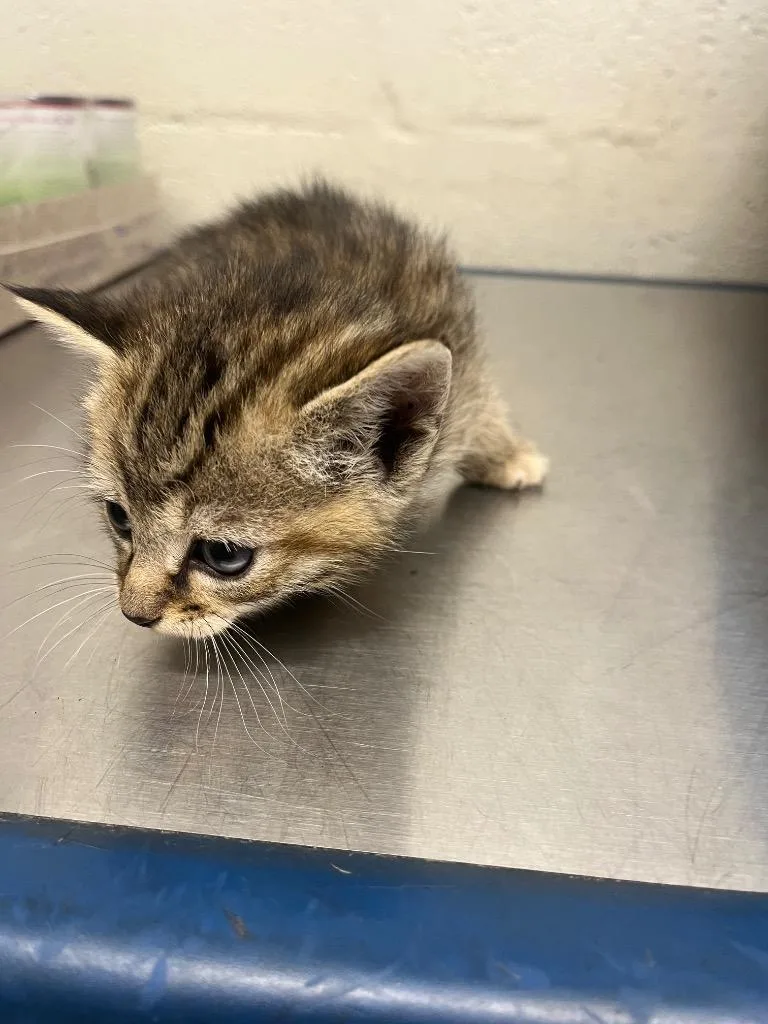 A baby small-sized female Domestic Short Hair cat named Chocolate for adoption in Cartersville , GA
