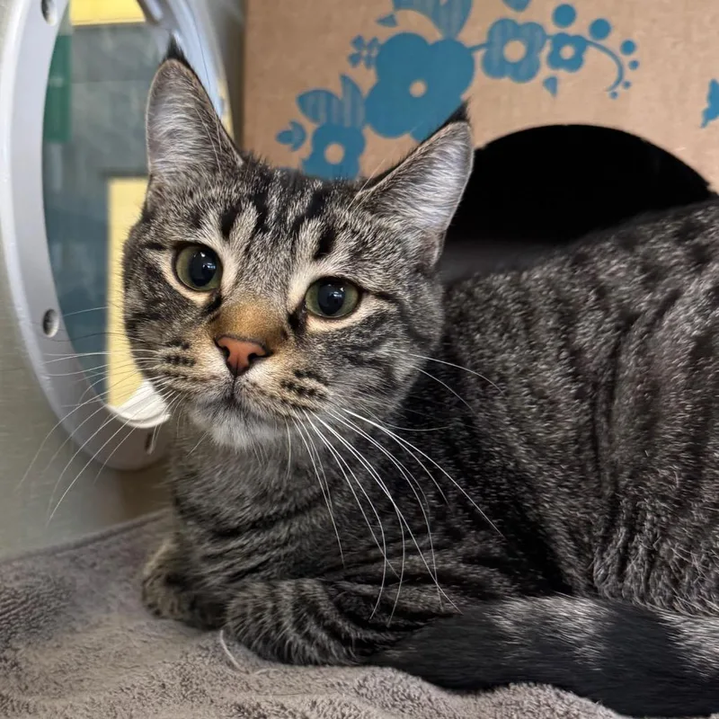 An adult large-sized male Brown / Chocolate Domestic Short Hair cat named Snickers for adoption in West Olive, MI