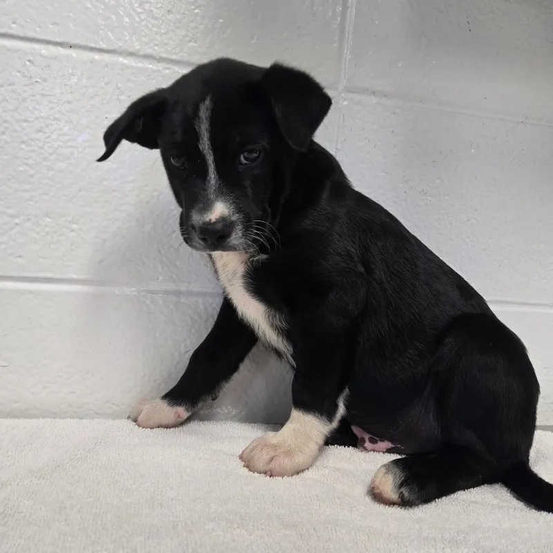 A baby small-sized male Mixed Breed dog named Rocking Chair for adoption in Spruce Pine, NC