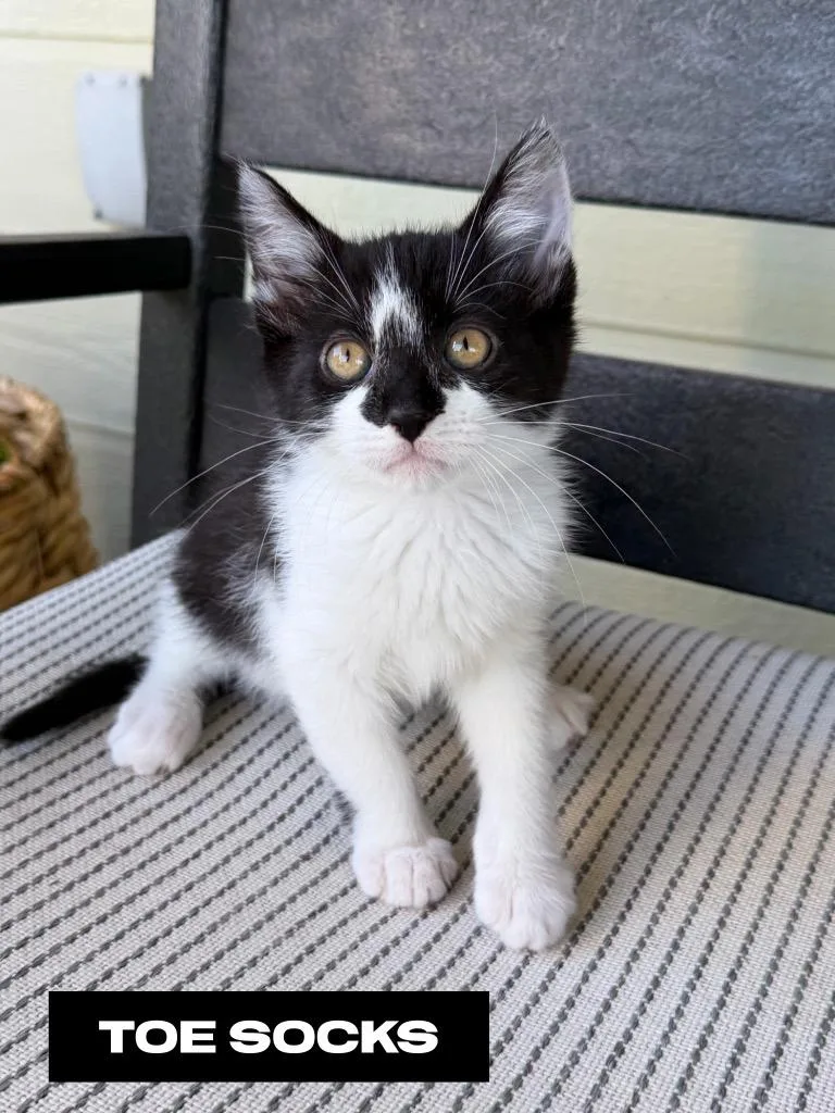 A baby small-sized female Domestic Short Hair cat named Toe Socks for adoption in San Jacinto, CA