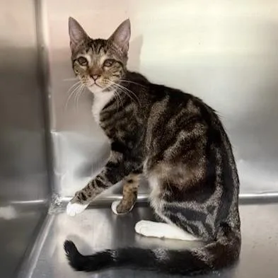 A young medium-sized male Domestic Short Hair cat named Elvis for adoption in Jupiter, FL