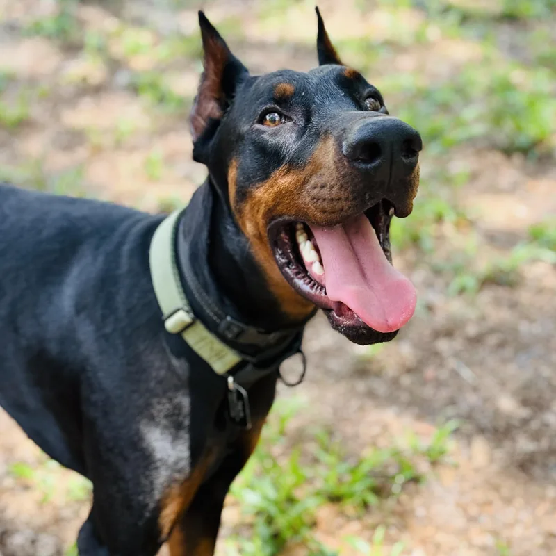 An adult large-sized male Black Doberman Pinscher dog named Demarcus for adoption in Proctorville, OH
