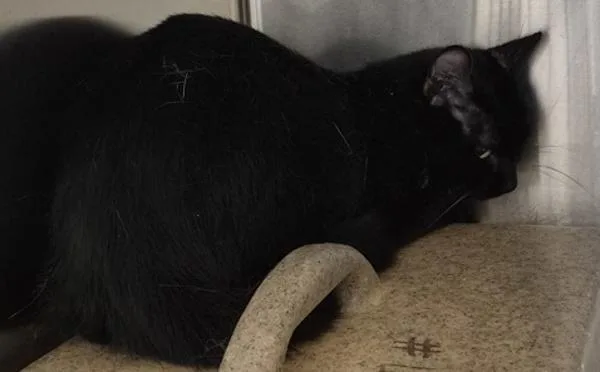 An adult small-sized male Domestic Short Hair cat named Pen c Itsy for adoption in Lawrenceville, GA